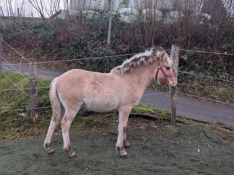 Koń fiordzki Klacz Źrebak (05/2025) 150 cm Bułana in Morsbach