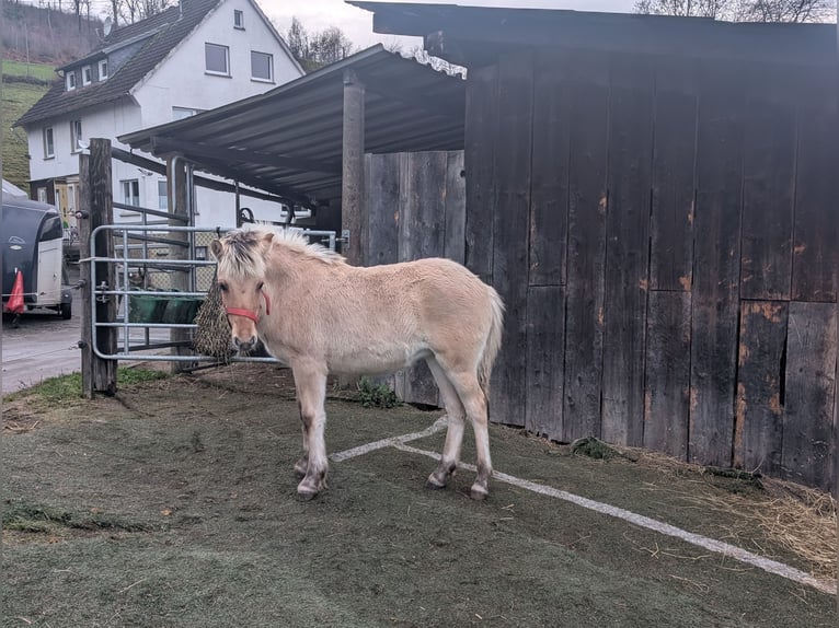 Koń fiordzki Klacz Źrebak (05/2025) 150 cm Bułana in Morsbach