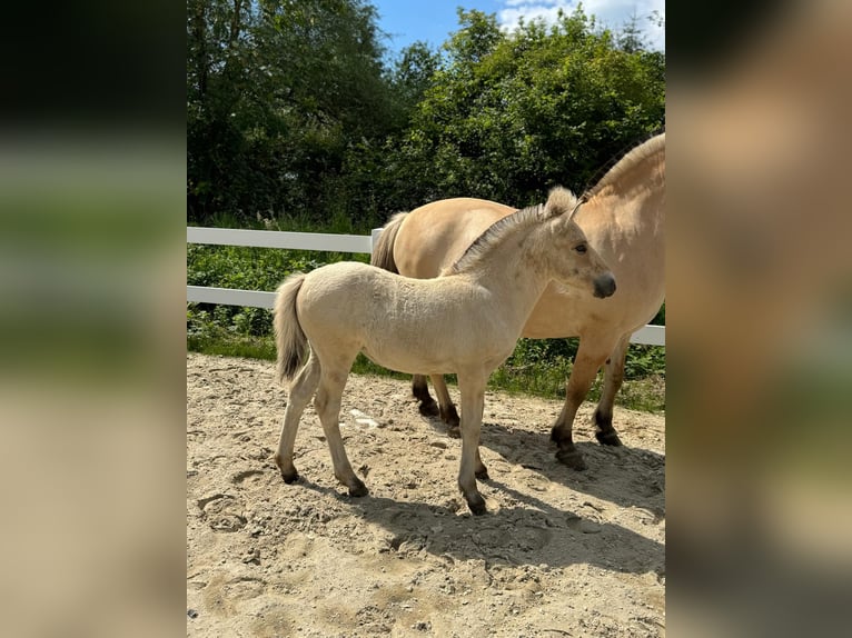 Koń fiordzki Klacz Źrebak (04/2024) Bułana in Helferskirchen