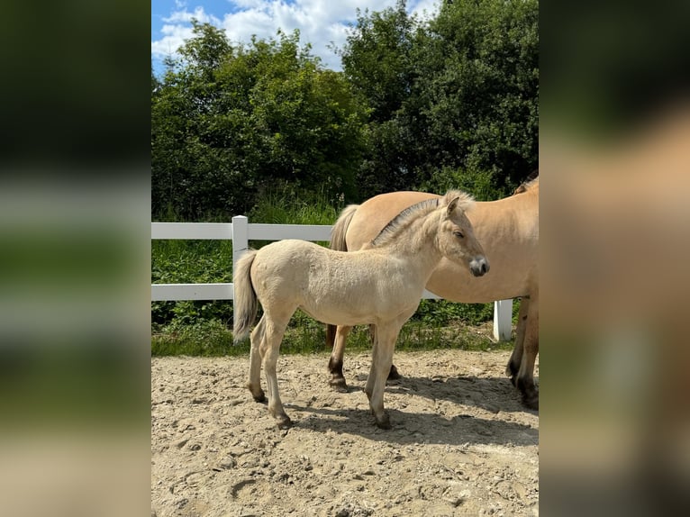 Koń fiordzki Klacz Źrebak (04/2024) Bułana in Helferskirchen