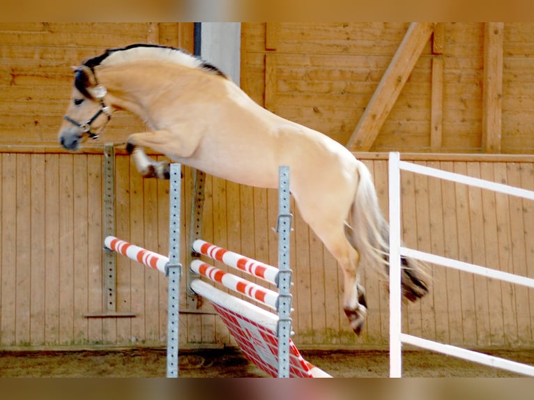 Koń fiordzki Ogier 12 lat 148 cm Bułana in Liebstadt