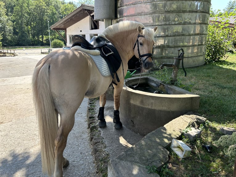 Koń fiordzki Ogier 17 lat 144 cm Bułana in Ostfildern