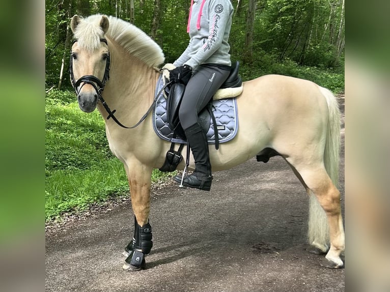 Koń fiordzki Ogier 17 lat 144 cm Bułana in Ostfildern