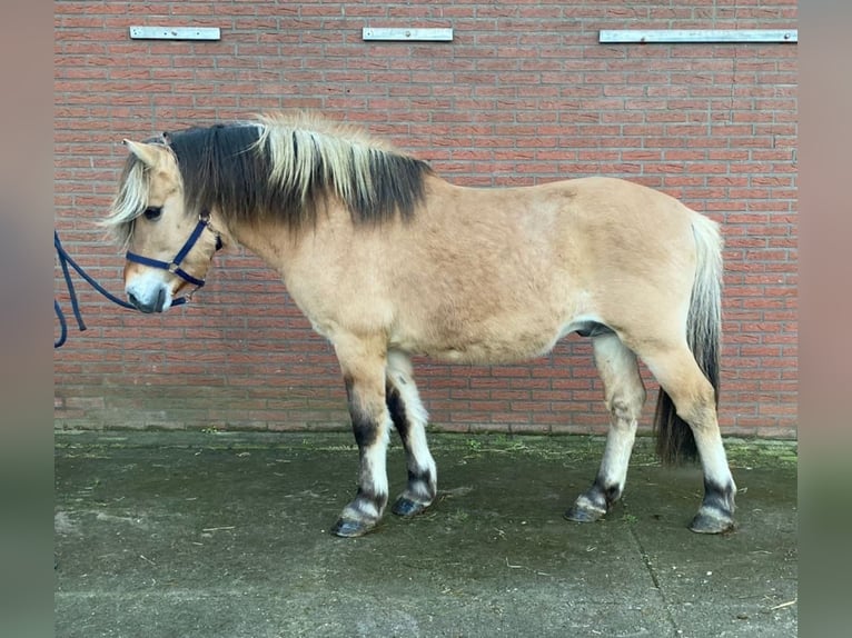 Koń fiordzki Ogier 19 lat 148 cm Jelenia in Zieuwent