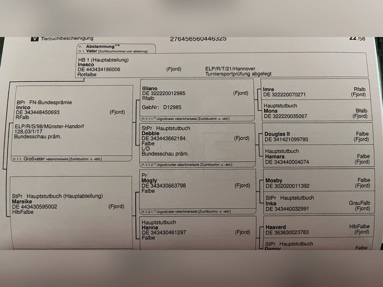 Koń fiordzki Ogier 1 Rok 131 cm Bułana in Wandlitz