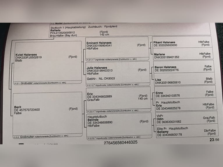Koń fiordzki Ogier 1 Rok 131 cm Bułana in Wandlitz