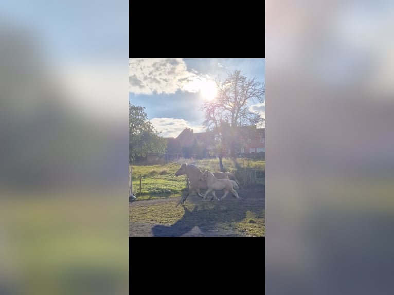 Koń fiordzki Ogier 1 Rok 149 cm Bułana in Stipshausen