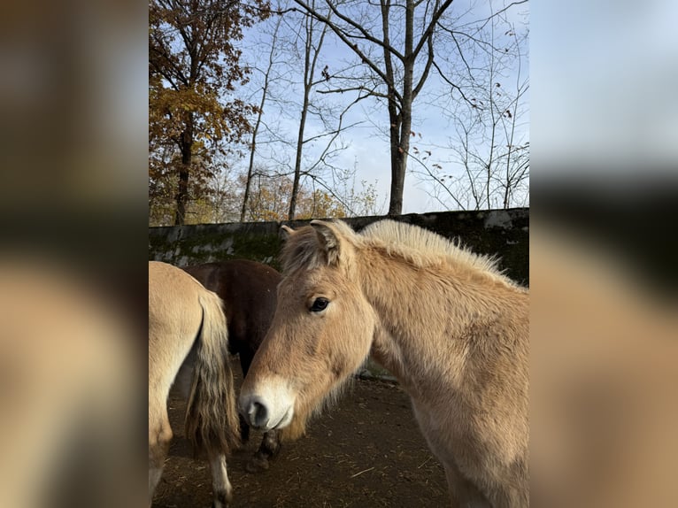 Koń fiordzki Ogier 1 Rok Bułana in Neuendettelsau