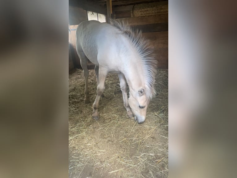 Koń fiordzki Ogier 1 Rok Bułana in Alsting