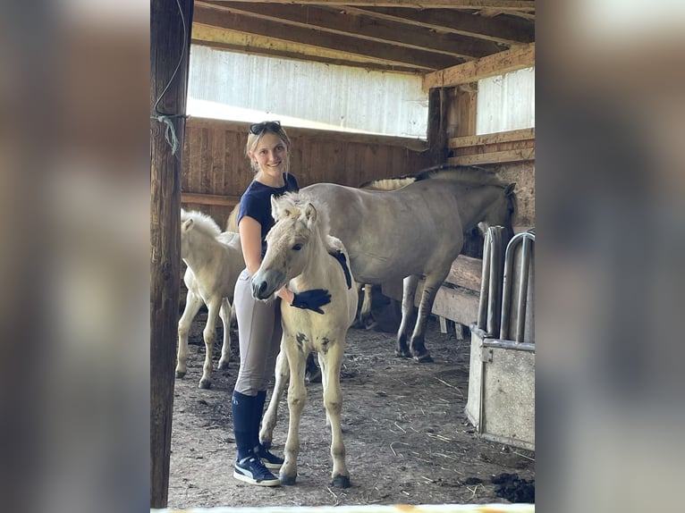 Koń fiordzki Ogier 1 Rok Bułana in Weinitzen