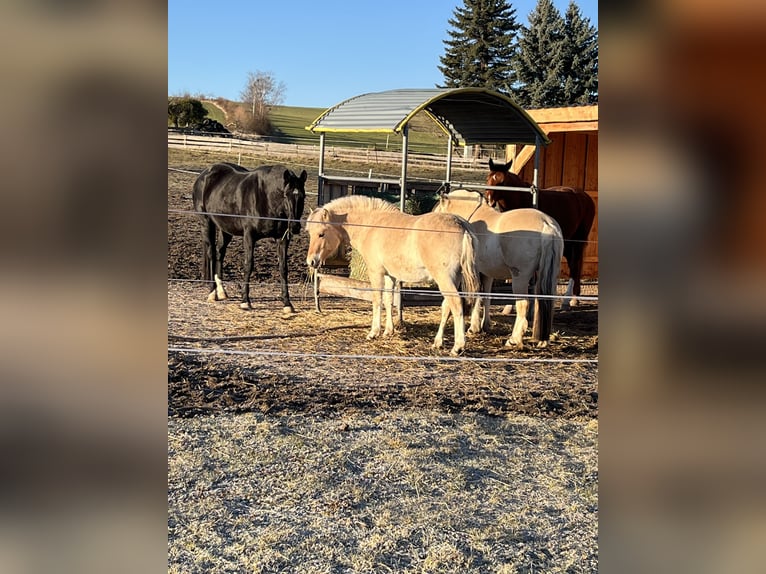 Koń fiordzki Ogier 1 Rok in Bahretal