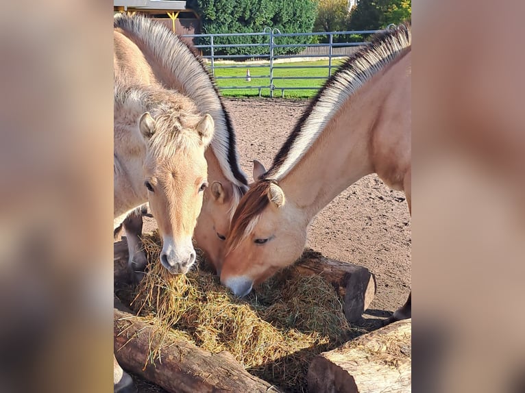 Koń fiordzki Ogier 1 Rok in Hohne