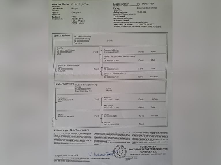 Koń fiordzki Ogier 1 Rok in Hohne