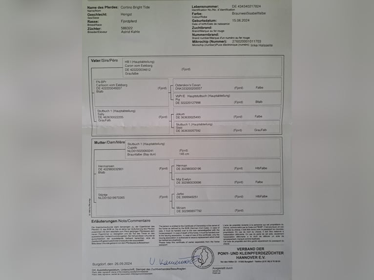 Koń fiordzki Ogier 1 Rok in Hohne