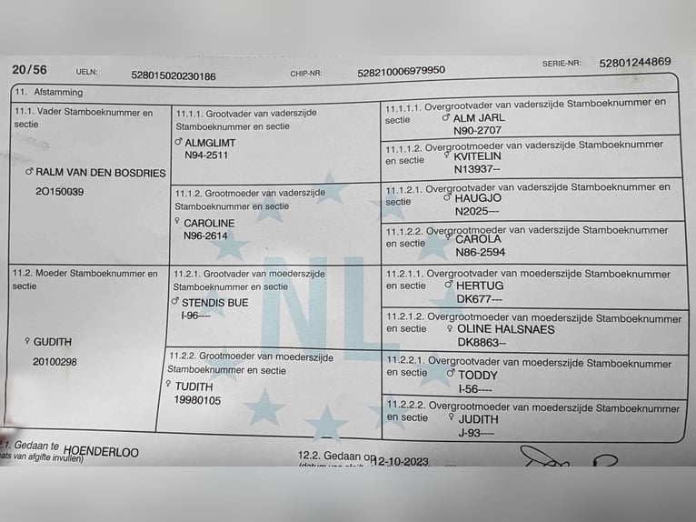 Koń fiordzki Ogier 3 lat 143 cm Biała in Beek en Donk