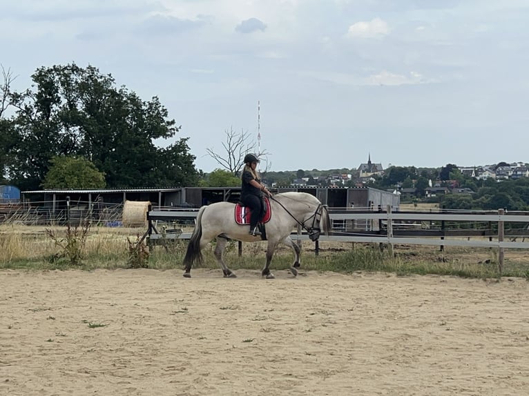 Koń fiordzki Ogier 4 lat in Bonn