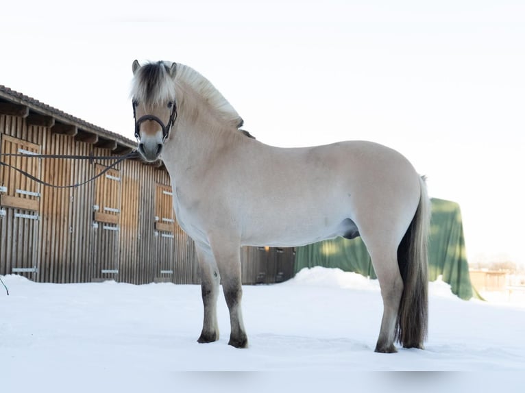 Koń fiordzki Ogier 6 lat 145 cm Bułana in Nordhorn