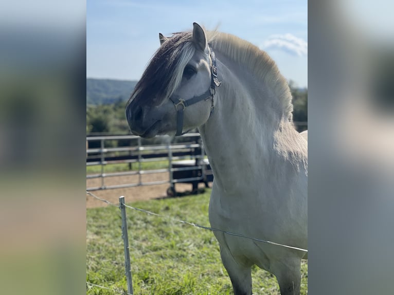 Koń fiordzki Ogier 7 lat 146 cm Bułana in BonnBinn