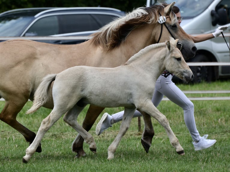 Koń fiordzki Ogier Bułana in Nahe