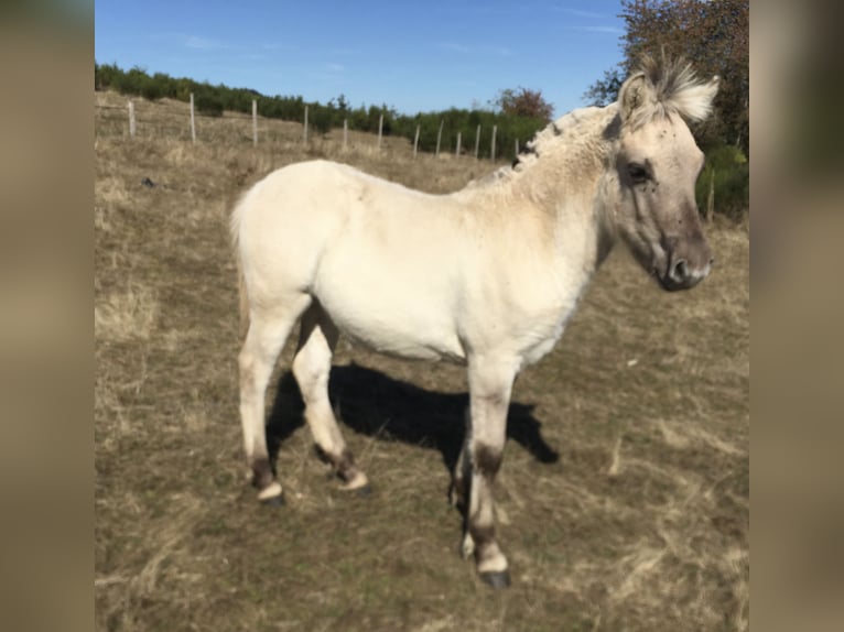 Koń fiordzki Ogier Źrebak (05/2026) 145 cm Siwa in Le puy en Velay