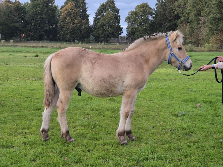 Koń fiordzki Ogier Źrebak (05/2025) 147 cm in Westerbeek Koń fiordzki Ogier Źrebak (05/2025) 147 cm in Westerbeek