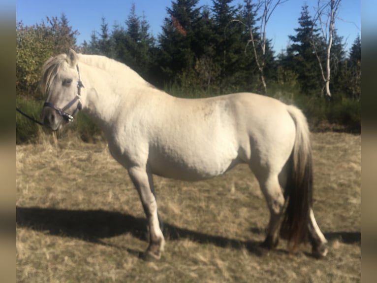 Koń fiordzki Ogier Źrebak (05/2026) 147 cm Siwa in Le puy en Velay