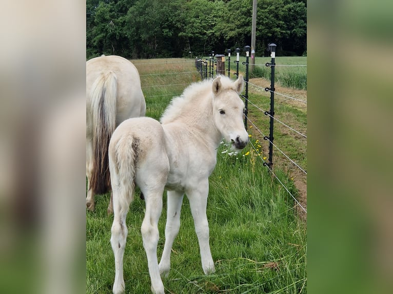 Koń fiordzki Ogier Źrebak (05/2024) 148 cm Bułana in Stipshausen