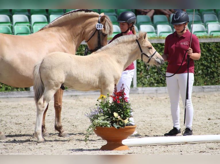 Koń fiordzki Ogier Źrebak (04/2026) 150 cm Bułana in Niederstriegis