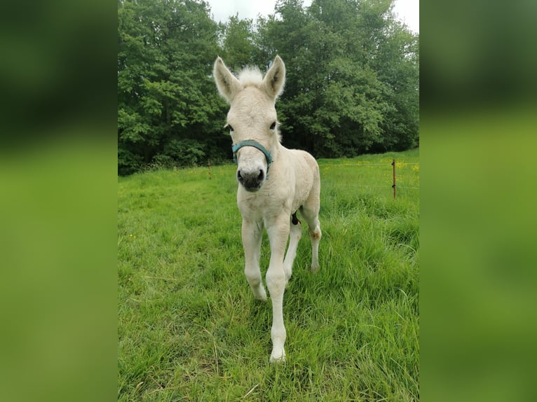 Koń fiordzki Ogier  153 cm Bułana in Grimmen