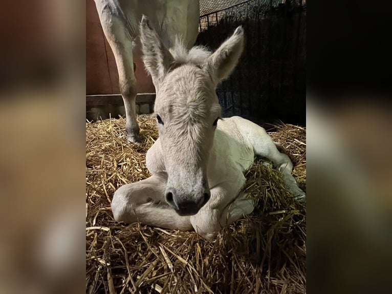 Koń fiordzki Ogier  153 cm Bułana in Grimmen