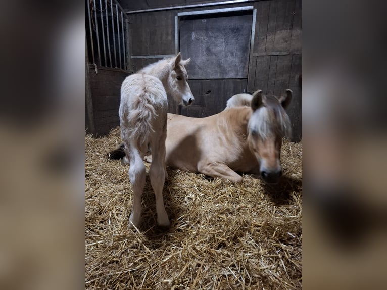 Koń fiordzki Ogier Źrebak (06/2025) Bułana in Emmercompascuum Koń fiordzki Ogier Źrebak (06/2025) Bułana in Emmercompascuum
