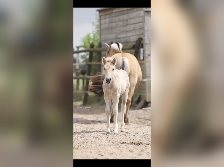 Koń fiordzki Ogier Źrebak (06/2025) Bułana in Emmer compascuum Koń fiordzki Ogier Źrebak (06/2025) Bułana in Emmer compascuum