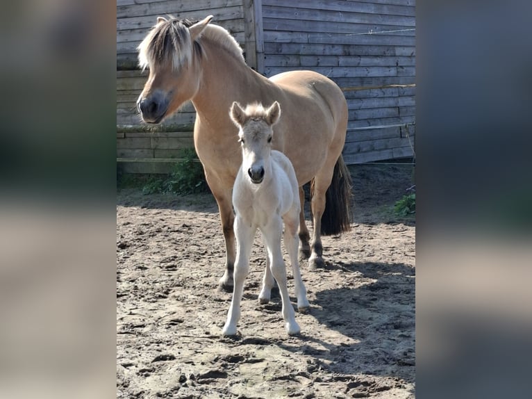 Koń fiordzki Ogier Źrebak (06/2025) Bułana in Emmer compascuum Koń fiordzki Ogier Źrebak (06/2025) Bułana in Emmer compascuum