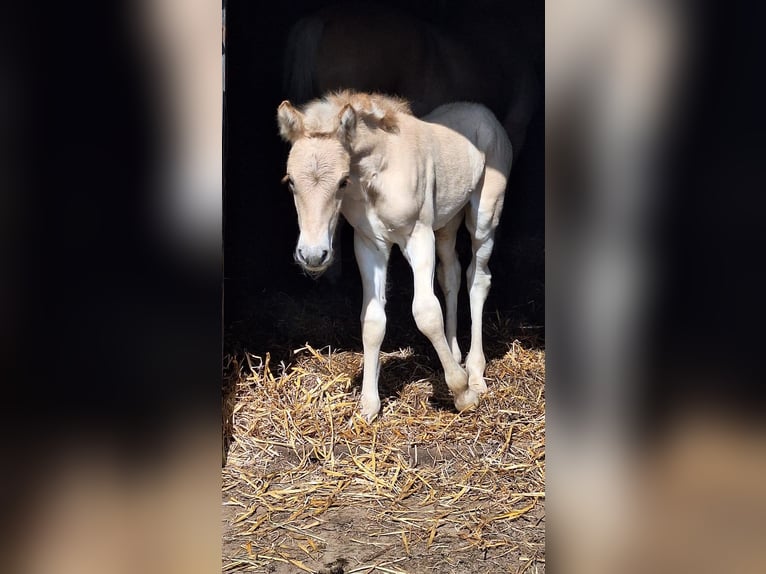 Koń fiordzki Ogier Źrebak (06/2025) Bułana in Emmer compascuum Koń fiordzki Ogier Źrebak (06/2025) Bułana in Emmer compascuum