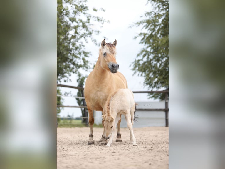 Koń fiordzki Ogier Źrebak (06/2025) Bułana in Emmer compascuum Koń fiordzki Ogier Źrebak (06/2025) Bułana in Emmer compascuum