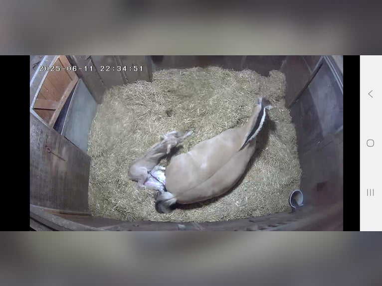 Koń fiordzki Ogier Źrebak (06/2025) Bułana in Emmer compascuum Koń fiordzki Ogier Źrebak (06/2025) Bułana in Emmer compascuum