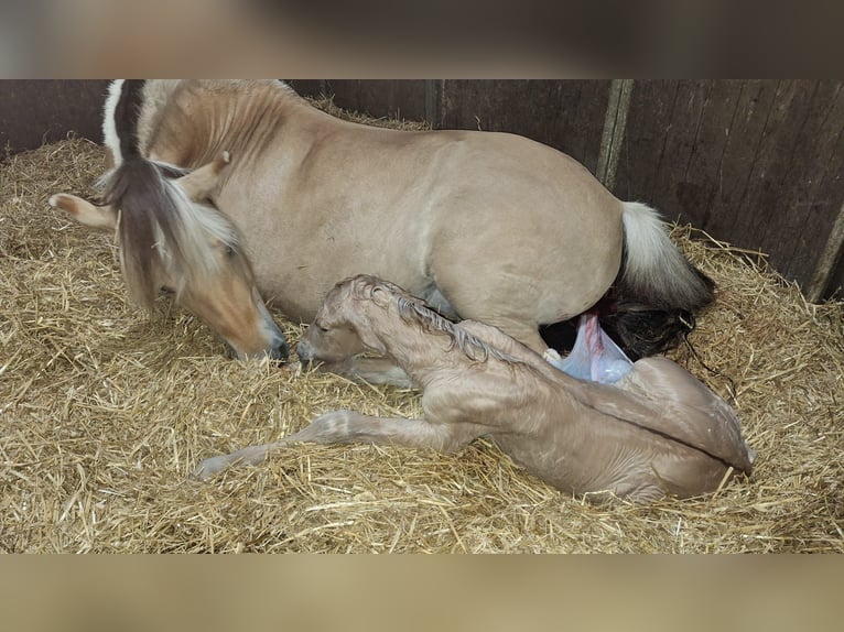 Koń fiordzki Ogier Źrebak (06/2025) Bułana in Emmer compascuum Koń fiordzki Ogier Źrebak (06/2025) Bułana in Emmer compascuum