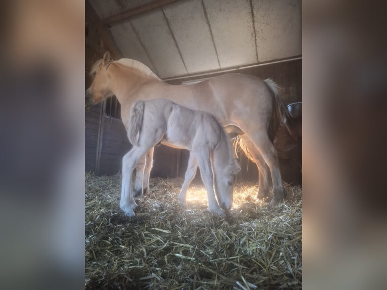Koń fiordzki Ogier Źrebak (06/2025) Bułana in Emmer compascuum Koń fiordzki Ogier Źrebak (06/2025) Bułana in Emmer compascuum