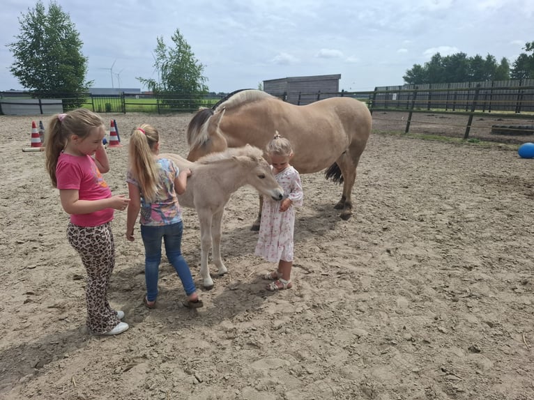 Koń fiordzki Ogier Źrebak (06/2025) Bułana in Emmer compascuum Koń fiordzki Ogier Źrebak (06/2025) Bułana in Emmer compascuum