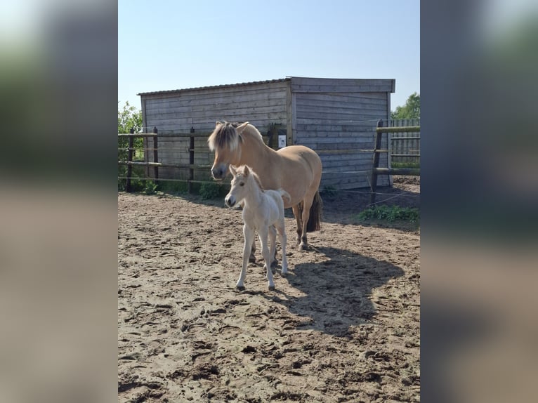 Koń fiordzki Ogier Źrebak (06/2025) Bułana in Emmer compascuum Koń fiordzki Ogier Źrebak (06/2025) Bułana in Emmer compascuum