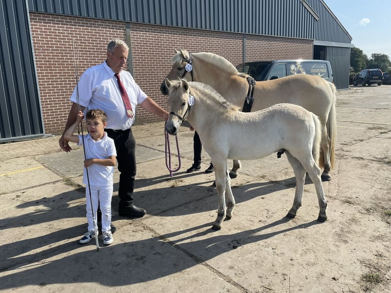 Koń fiordzki Ogier Źrebak (06/2024) in Tiel