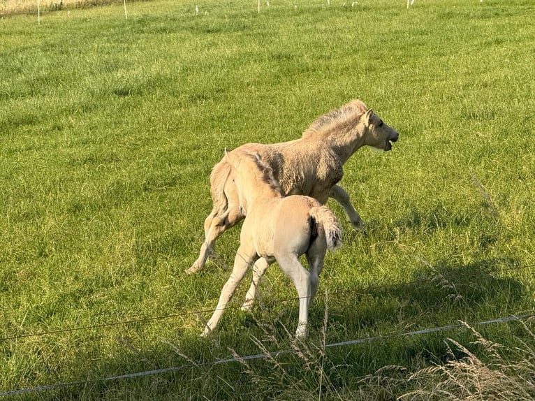 Koń fiordzki Ogier Źrebak (04/2026)  in Tiel