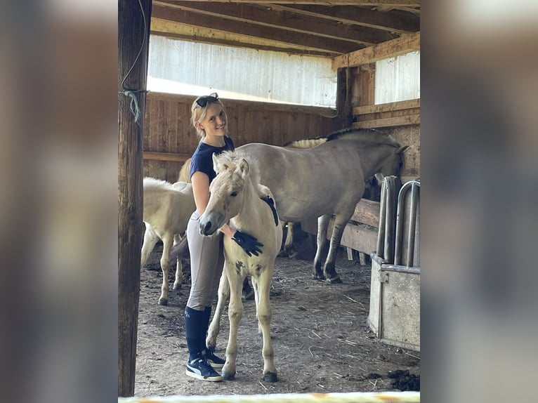 Koń fiordzki Ogier Źrebak (05/2024) in Kumberg