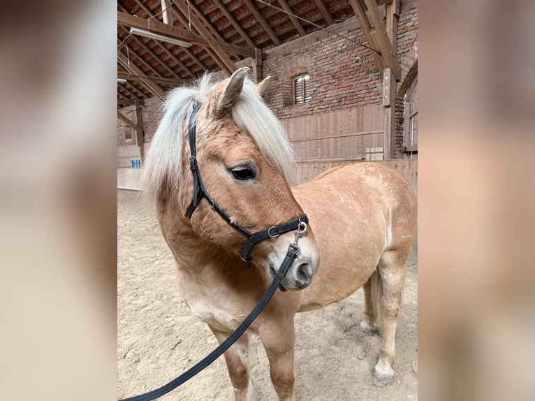 Koń fiordzki Mix Wałach 10 lat 140 cm Bułana in Triftern