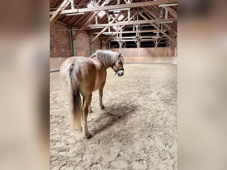 Koń fiordzki Mix Wałach 10 lat 140 cm Bułana in Triftern