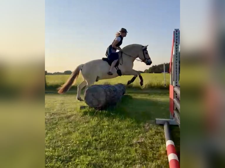 Koń fiordzki Wałach 11 lat 150 cm Bułana in Aschheim