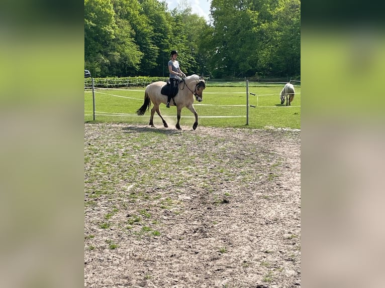 Koń fiordzki Wałach 11 lat 150 cm  in Etten-Leur