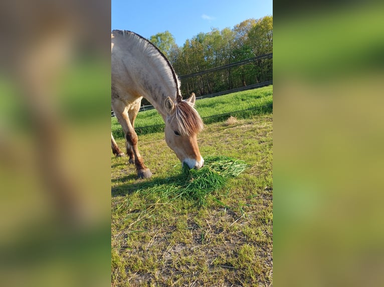 Koń fiordzki Wałach 11 lat 150 cm  in Etten-Leur