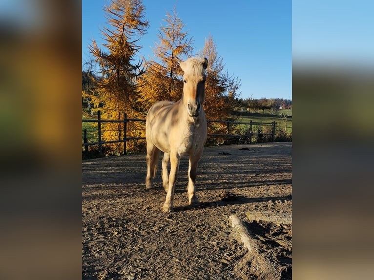 Koń fiordzki Wałach 12 lat 147 cm Bułana in Stockach