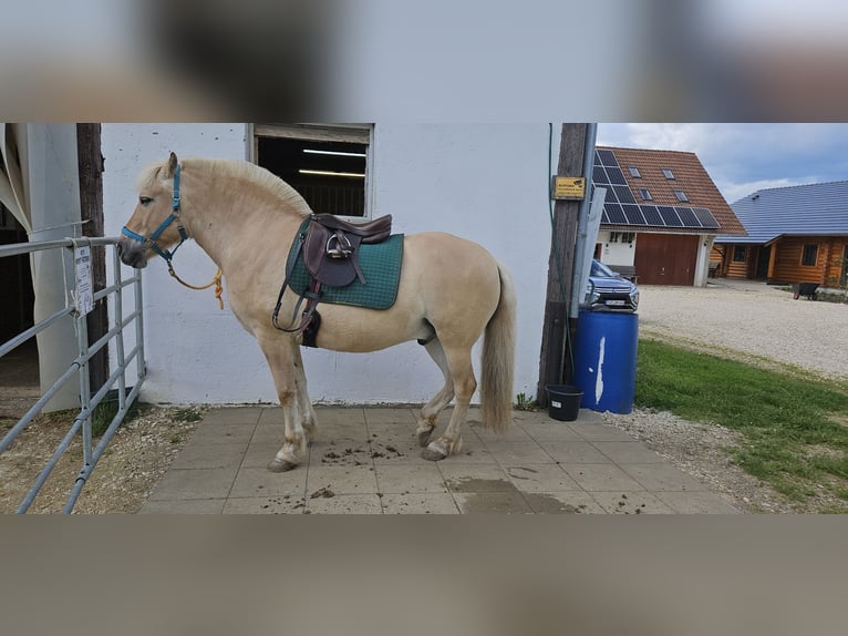 Koń fiordzki Wałach 12 lat 147 cm Bułana in Stockach